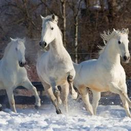 Три белых коня ...