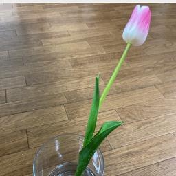 花瓶の花 石崎ひゅーい Song Lyrics And Music By 石崎ひゅーい Arranged By Cosmo1217 On Smule Social Singing App 花瓶の花 石崎ひゅーい Song Lyrics And Music By 石崎ひゅーい Arranged By Cosmo1217 On Smule Social Singing App