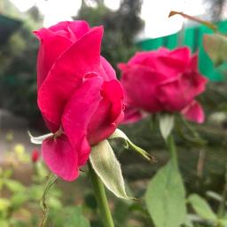 🄷🅀™💋roz roz ankhon tale - jeeva