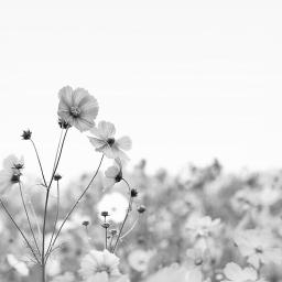 秋桜 Short 山口百恵 Song Lyrics And Music By ｼｮｰﾄ 山口百恵 Arranged By Miya Asunaro On Smule Social Singing App