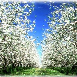 さめない夢 赤毛のアンed Song Lyrics And Music By 大和田りつこ Arranged By Misaki Nat On Smule Social Singing App