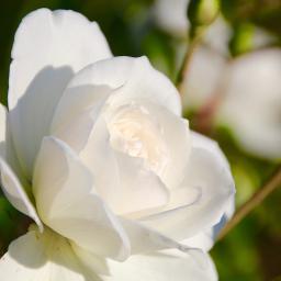 永遠の花 A Flower Remembered Piano Song Lyrics And Music By John Rutter Piano By Shino65 Arranged By Shino65 On Smule Social Singing App