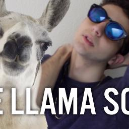 save the drama for your llama twaimz