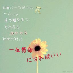 世界に一つだけの花 - Song Lyrics and Music by SMAP arranged by