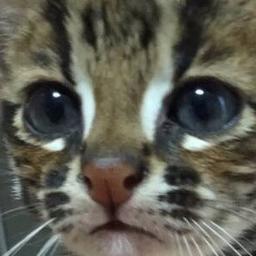 ルパン三世のテーマ ショートゴスペルver Song Lyrics And Music By ゴスペラーズ Gospellers ピートマック ジュニア 藤原喜久男 水木一郎 松崎しげる Arranged By 000 Ryo On Smule Social Singing App