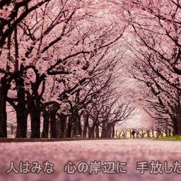桜 Sakura 日本語 Romaji Song Lyrics And Music By コブクロkobukuro Arranged By 0 Nobu1003 0 On Smule Social Singing App