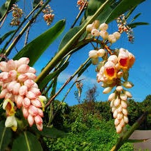 月桃花 Song Lyrics And Music By 林淑娟arranged By Sherry Chao On Smule Social Singing App