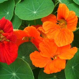 花 25弦ﾊｰﾌﾟ Romaji Song Lyrics And Music By 歌 中孝介 作詞 御徒町凪 作曲 森山直太朗 Arranged By Msysakn08 On Smule Social Singing App