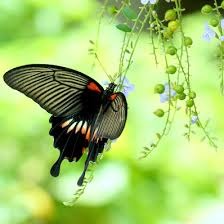 Swallowtail Butterfly あいのうた Song Lyrics And Music By Yen Town Band Chara Arranged By De Wi Desu On Smule Social Singing App
