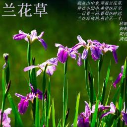 兰花草 Lan Hua Chao Lyrics And Music By 刘文正liu Wen Zheng Arranged By Rich Man1314