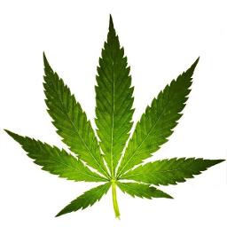 Зазеленеет конопля какая ответственность за употребление марихуаны