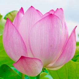 とんちんかんちん一休さん オープニング Song Lyrics And Music By 一休さん Arranged By Rimirimi Ri On Smule Social Singing App