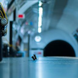 好きにやる Song Lyrics And Music By 変態紳士クラブ Arranged By Jinmen Unagi On Smule Social Singing App