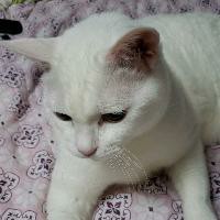 ルパン三世のテーマ ショートゴスペルver Song Lyrics And Music By ゴスペラーズ Gospellers ピートマック ジュニア 藤原喜久男 水木一郎 松崎しげる Arranged By 000 Ryo On Smule Social Singing App