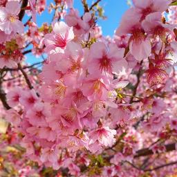 Flos キー 3 Song Lyrics And Music By 初音ミク Ft R Sound Design Arranged By Biribiri24 On Smule Social Singing App