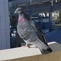 Darma Grand Prix Song Lyrics And Music By Radwimps Arranged By 216beyan On Smule Social Singing App