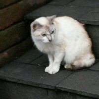 花降らし ボカロ N Buna Song Lyrics And Music By 初音ミク N Buna Arranged By Mayu8 On Smule Social Singing App 花降らし ボカロ N Buna Song Lyrics And Music By 初音ミク N Buna Arranged By Mayu8 On Smule Social Singing App