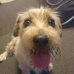 Never Say Never 渋谷凛 Lyrics And Music By シンデレラガールズ Arranged By Damoti