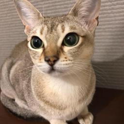 祈り花 Song Lyrics And Music By 平井大 Arranged By K S723 On Smule Social Singing App