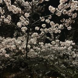 Nadeshiko Sakura なでしこ桜 Wagakki Band Song Lyrics And Music By Wagakki Band Arranged By Kazu Hyphen On Smule Social Singing App