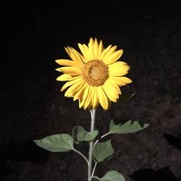 黄金の花 夏川りみ Song Lyrics And Music By ネーネーズ Arranged By Midorun On Smule Social Singing App