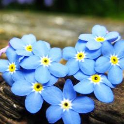 Forget Me Not 忘れな草 Song Lyrics And Music By 尾崎豊 Arranged By jun On Smule Social Singing App Forget Me Not 忘れな草 Song Lyrics And Music By 尾崎豊 Arranged By jun On Smule Social Singing App