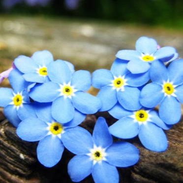 Forget Me Not 忘れな草 Song Lyrics And Music By 尾崎豊 Arranged By jun On Smule Social Singing App