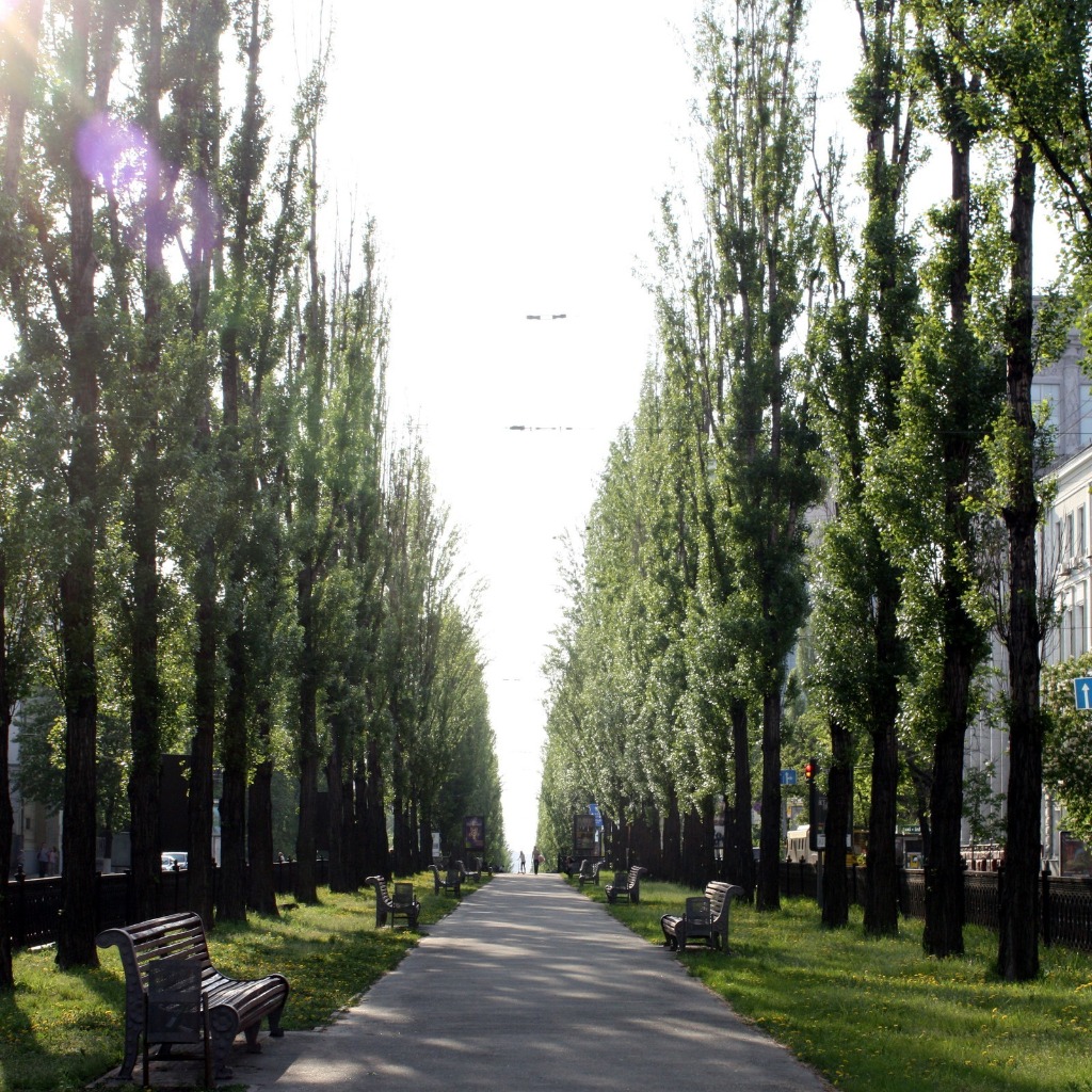 Тополиная аллея 14 краснодар. Тополя на тулонской аллее кронштадт. Тополиная аллея улицы. Тополиная аллея владивосток. Тополиная аллея улицы.