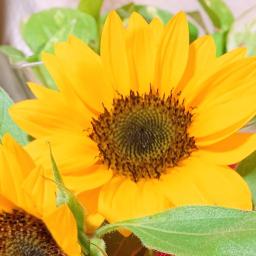 いま 太陽に向かって咲いてく花 Song Lyrics And Music By Nobu Arranged By Satoshi 00 On Smule Social Singing App いま 太陽に向かって咲いてく花 Song Lyrics And Music By Nobu Arranged By Satoshi 00 On Smule Social Singing App