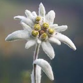 エーデルワイス アコギ Song Lyrics And Music By Edelweiss サウンド オブ ミュージック Arranged By Coo Lah On Smule Social Singing App