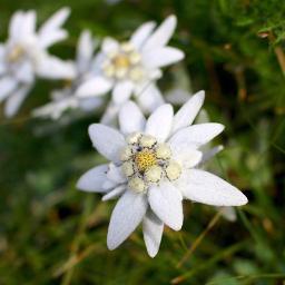 エーデルワイス アコギ Song Lyrics And Music By Edelweiss サウンド オブ ミュージック Arranged By Coo Lah On Smule Social Singing App