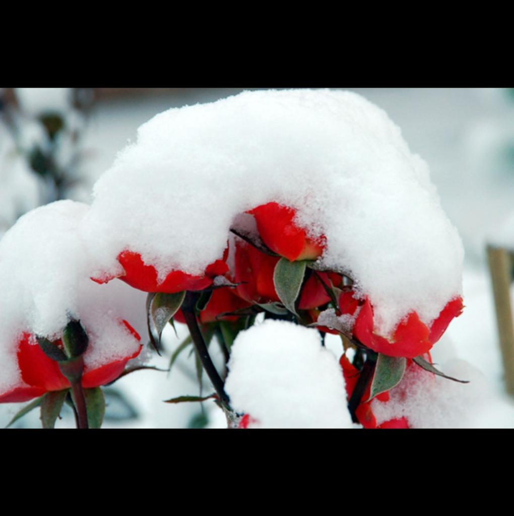 Судьба под снегом. Цветы под снегом Долина и Панайотов. Зимние цветы. Красивые зимние цветы. Розы зимой.