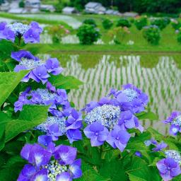 花咲く旅路 Hanasaku Tabiji 日本語 Romaji Song Lyrics And Music By 原由子 Yuuko Hara Arranged By Yokoyuki25 On Smule Social Singing App