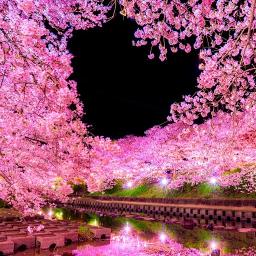 夜桜お七 生演奏 Ver 坂本冬美 Song Lyrics And Music By 坂本冬美 Arranged By Fumi 1103 Hkd On Smule Social Singing App