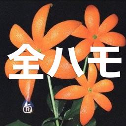 花(Orange Range)ショート.ver