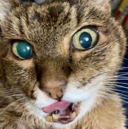 Anma Song Lyrics And Music By Kariyushi58 Arranged By Kariyushi58 On Smule Social Singing App