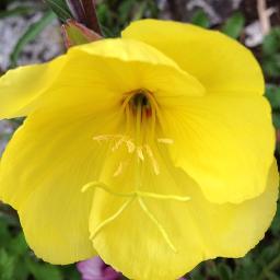 Ru Rase Andina Lese Song Lyrics And Music By Latha Walpola Susil Premarathna Arranged By Lakminiyapa On Smule Social Singing App Ru Rase Andina Lese Song Lyrics And Music By Latha Walpola Susil Premarathna Arranged By Lakminiyapa On Smule Social Singing App