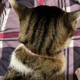 ムーンライト伝説 箏三重奏 Song Lyrics And Music By Dali アニメ セーラームーン 主題歌 Arranged By 00juna00 On Smule Social Singing App