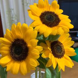 心の花を咲かせよう Song Lyrics And Music By いきものがかり Arranged By Bayuyu21 On Smule Social Singing App 心の花を咲かせよう Song Lyrics And Music By いきものがかり Arranged By Bayuyu21 On Smule Social Singing App